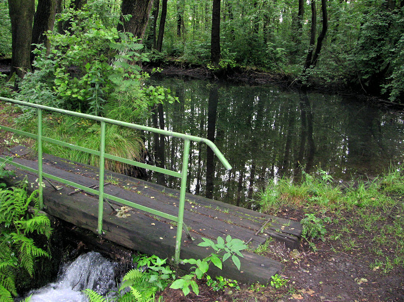 pramen Ploučnice (1474) - červen 2009