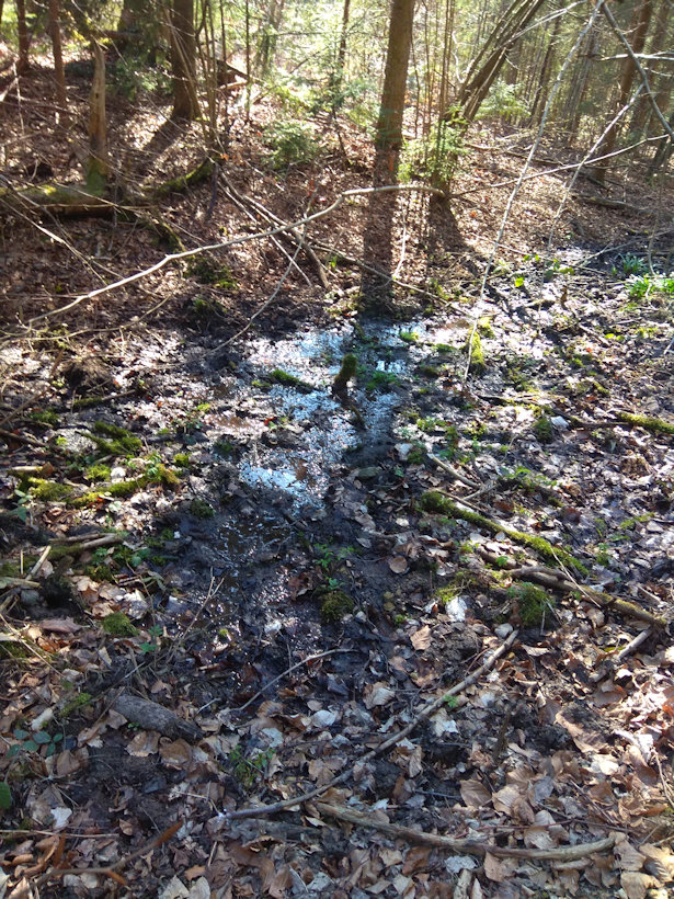 pramen Pod Včelařskou chatou (13849) - duben 2021