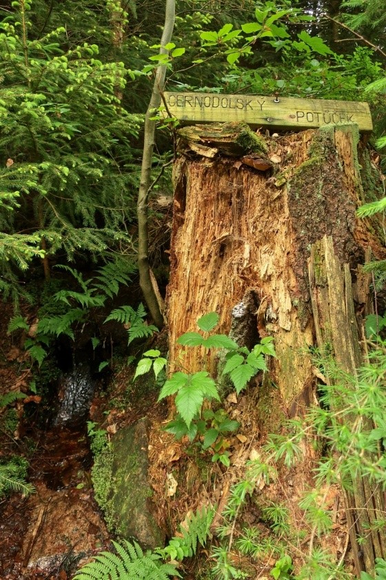 studánka Černodolský potůček (14858) - červen 2023