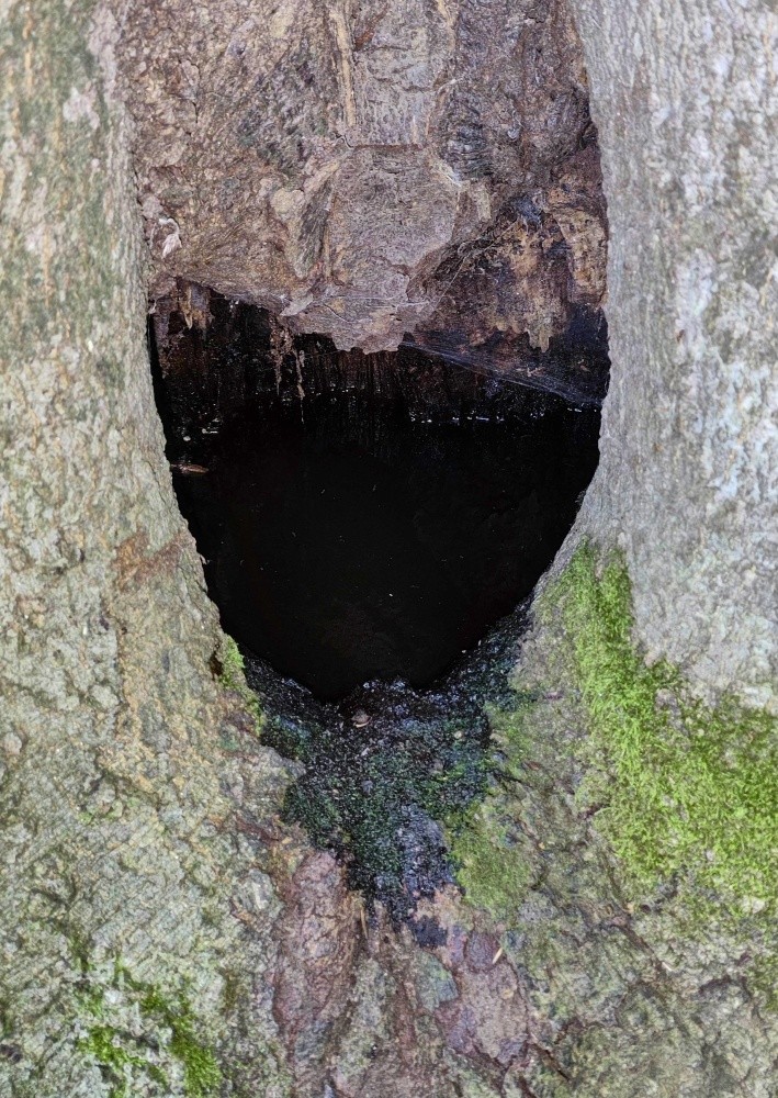 Buková studánka (15282) - srpen 2024