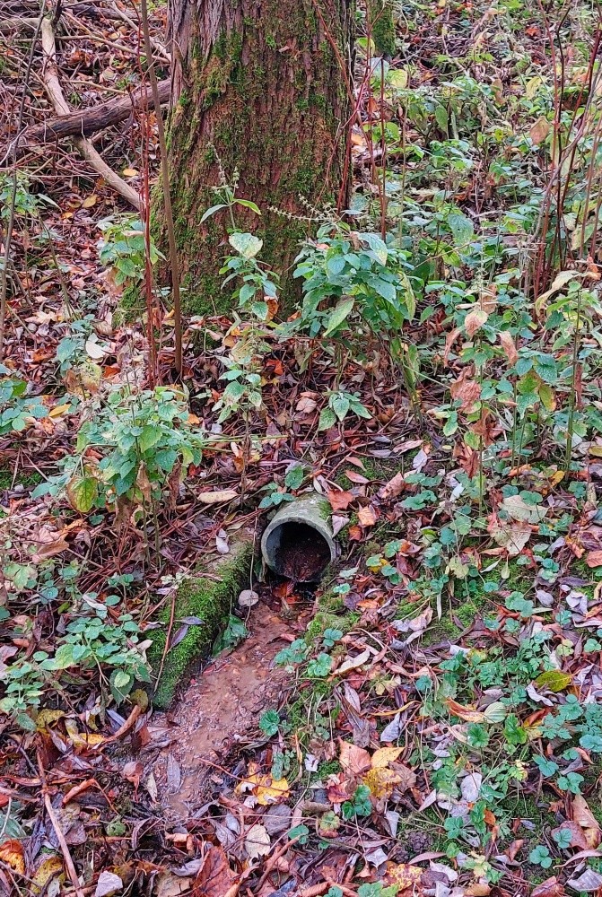 studánka Nad hřištěm (15342) - listopad 2024