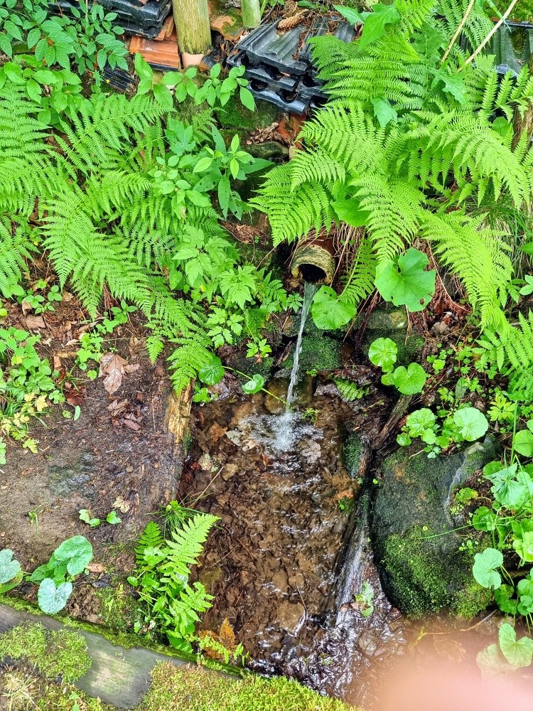 studánka Pramen samoty Hruška (15515) - červenec 2025