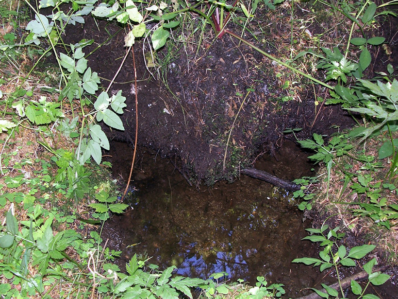 Prameniště v Bukovci (3869) - srpen 2010