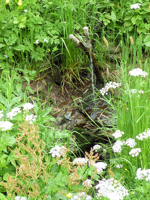 studánka Jednoduchá (5759) - červen 2012