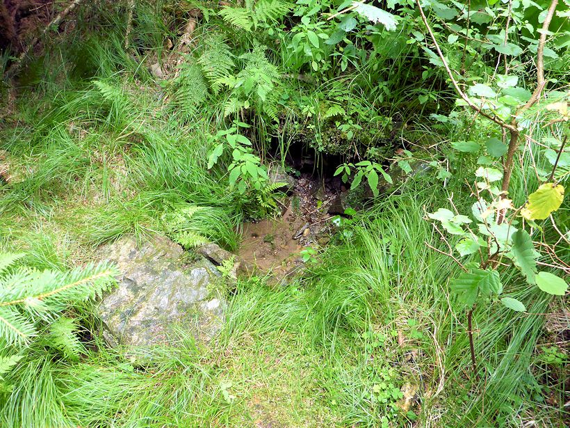 studánka Pod Kněžskou horou (8799) - červenec 2014