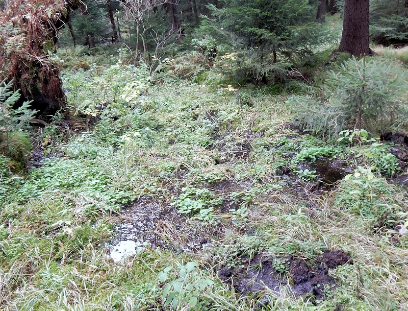 prameniště Suchý potok 2 (10210) - říjen 2015