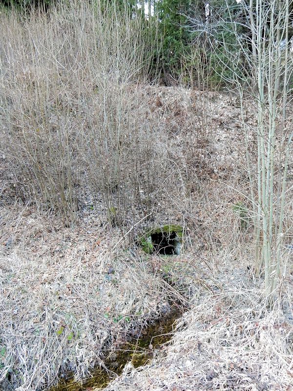 studánka V Kladsku (10411) - únor 2016