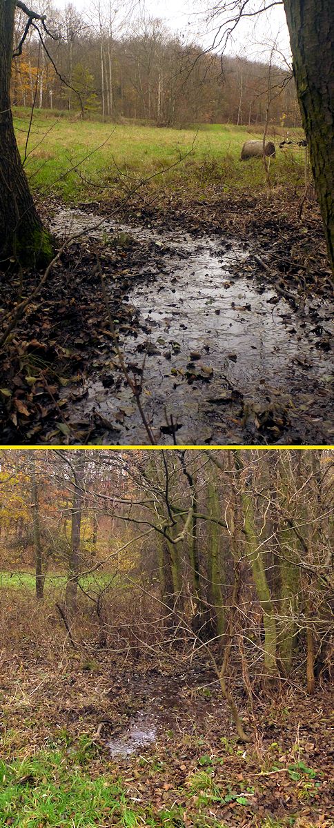 prameniště V údolí Březeneckého potoka 2 (9292) - listopad 2014