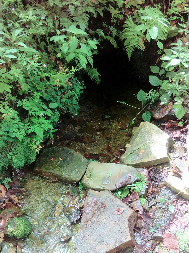 studánka U Kotelnice (11517) - červenec 2017