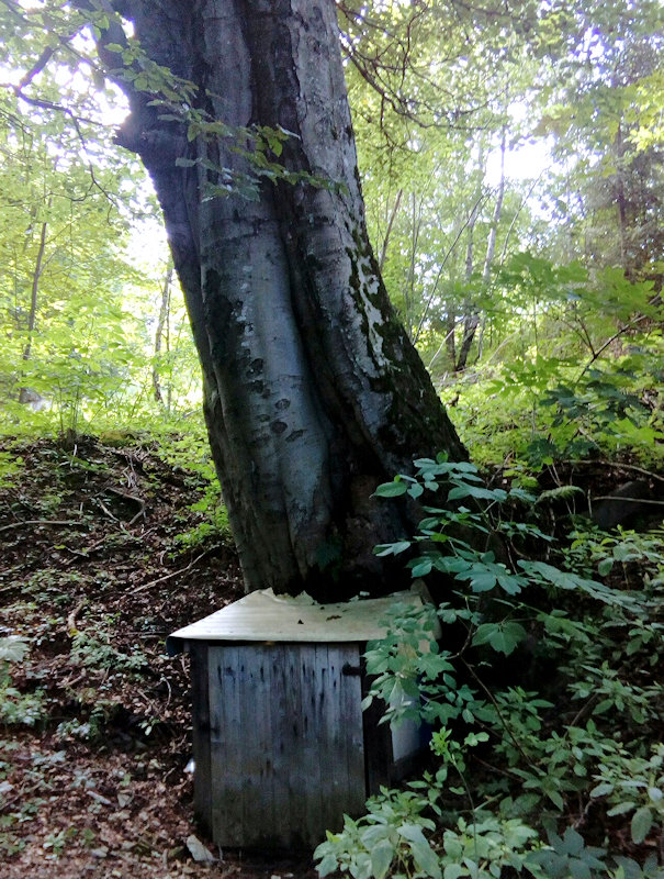 studánka Buková (11764) - listopad 2017