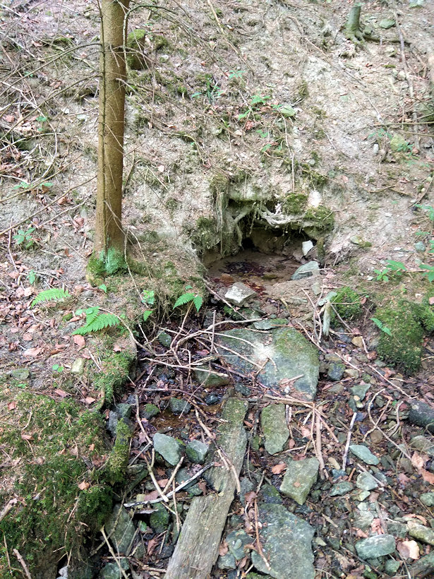 studánka V Jablonském lese 1 (12045) - květen 2018