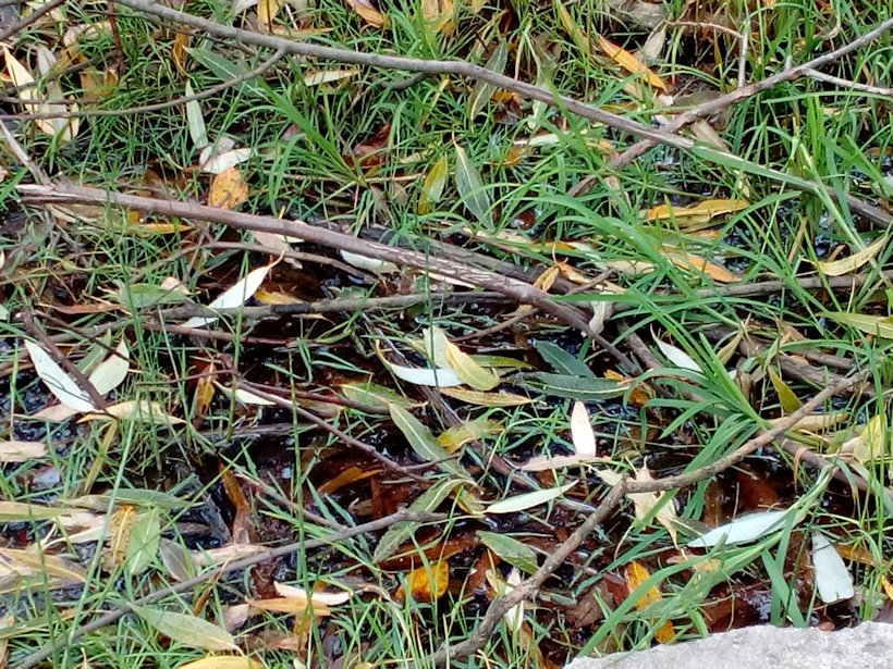 prameniště Bukovinka (13014) - říjen 2019